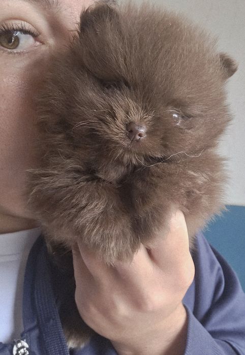 Suczka pies  pomeranian