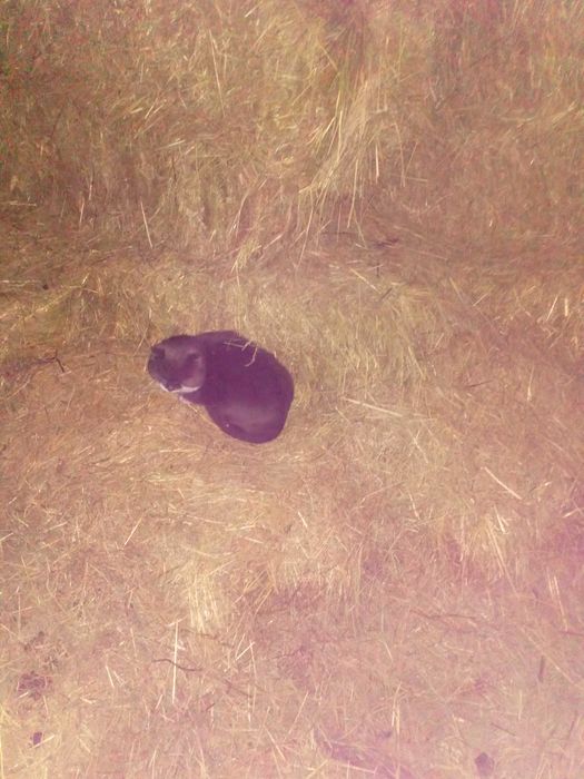 Сено солома в квадратних тюках продам