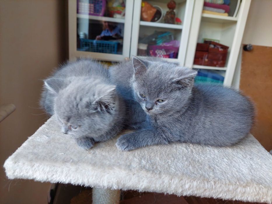 Koty brytyjskie krotkowlose