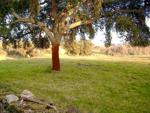 Quinta de 60 ha – Um refúgio natural com potencial ilimitado