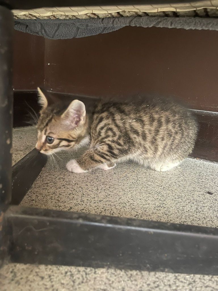 Natan I Syfon polecają się do adopcji!