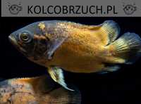 Pielęgnica pawiooka odmiana RED - Astronotus ocellatus - dowóz