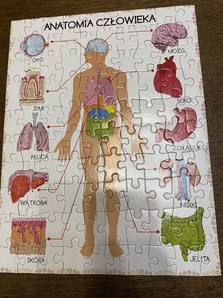 Puzzle anatomia człowieka stan idealny