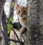 Koty do adopcji bardzo ladne, zdrowe, wesole