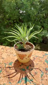 Aloe Humilis (Алоэ приземистое)