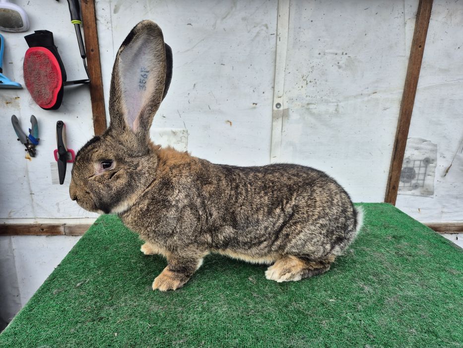 Olbrzym Belgijski samiec