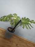 Monstera thai cons