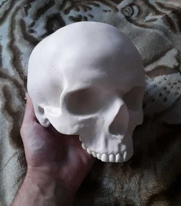 Череп человека без нижней челюсти