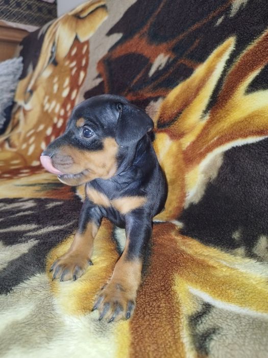 Pinczer miniaturowy szczeniak