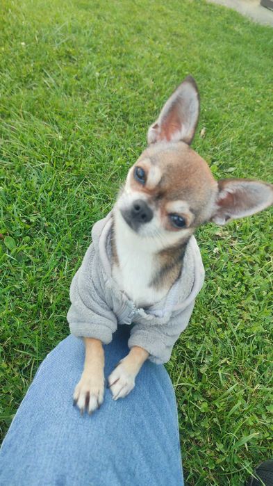 Кавалер шукає даму для побачень