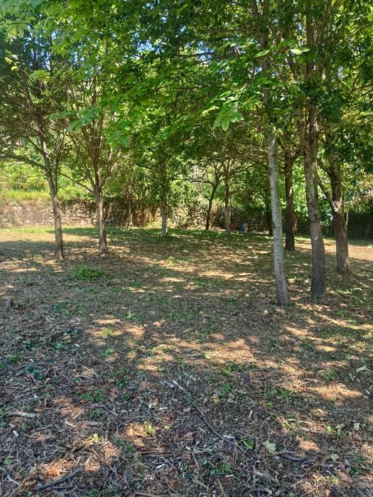 Limpeza terrenos abate, poda de árvores e aplicação de fitofarmacos