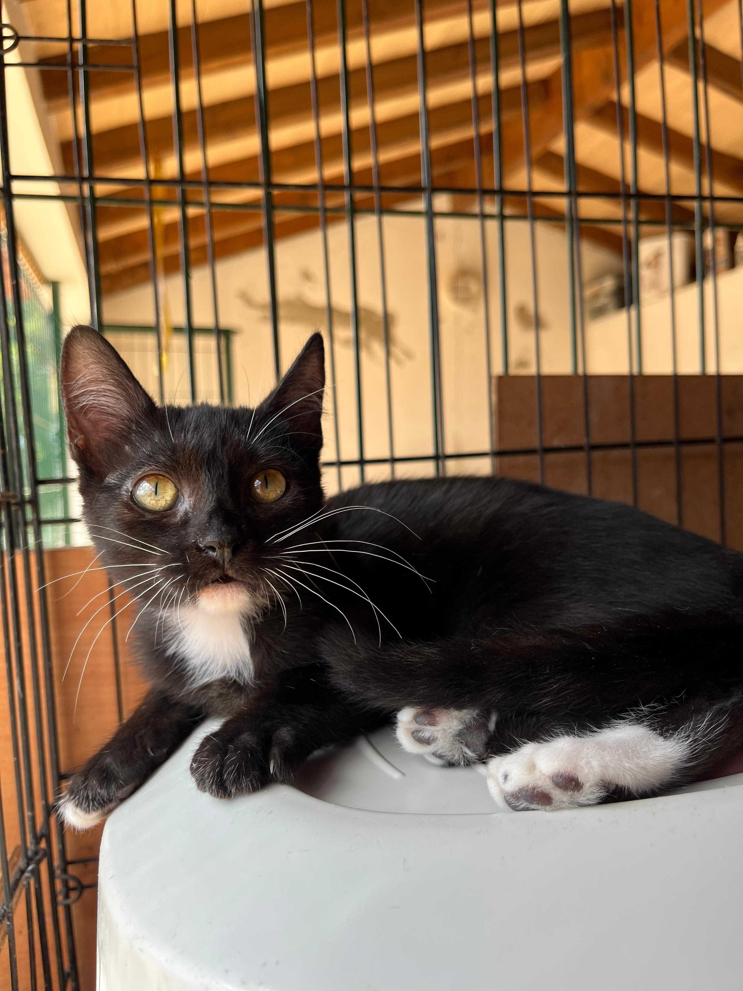 Cacau - Gatinha para Adopção