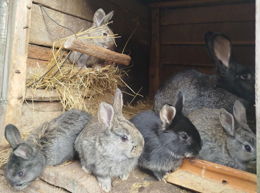 Крілички, кріленята різного віку