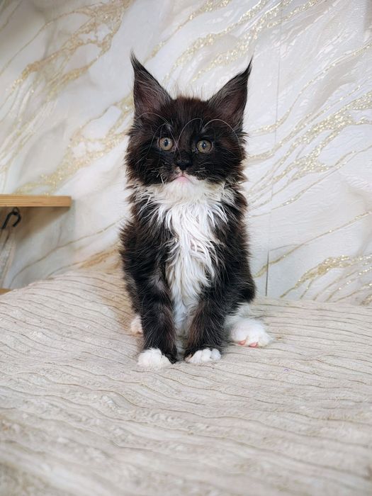 Kocurek Maine Coon gotowy do odbioru