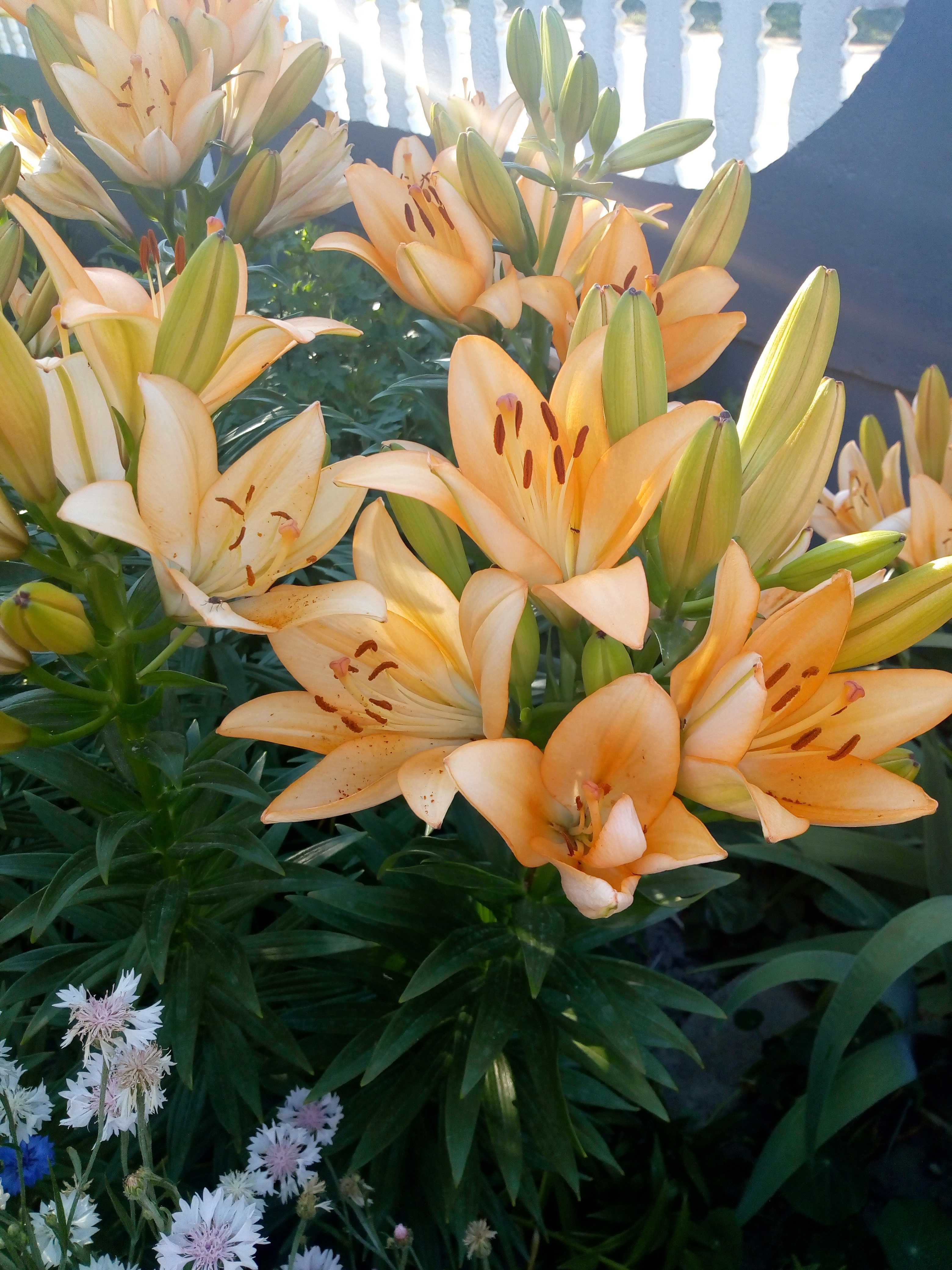 Квіти лілії оранжевого коліру