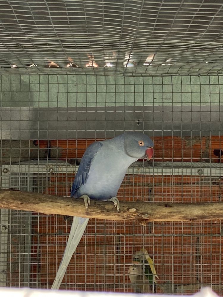 Ring neck femea violeta df opalina/cc
