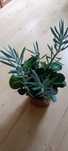 Starzec peperomia fikus drobnolistny