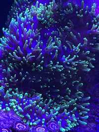 Rhodactis Flou, koralowiec miękki, akwarium morskie