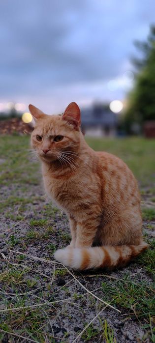 Kotki szukają domów