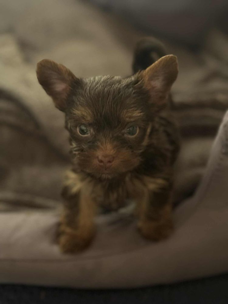 Yorkshire Terrier czekoladowy  piesek