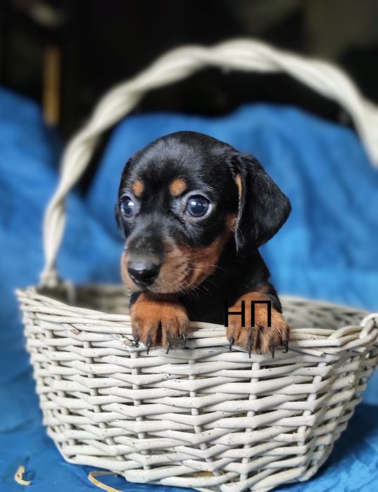 Це чудовий породистий хлопчик