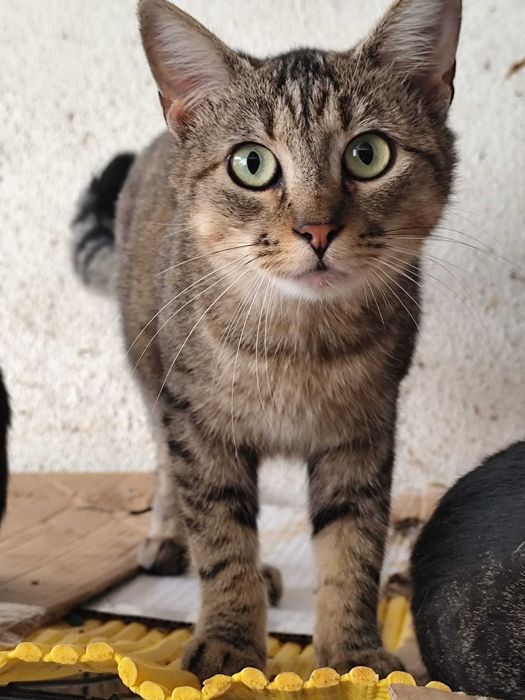 BOSQUE (Macho, Adulto) Para Adoção