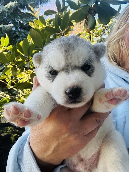 Niebieskooki piesek Siberian husky wybitny ZKwP FCI