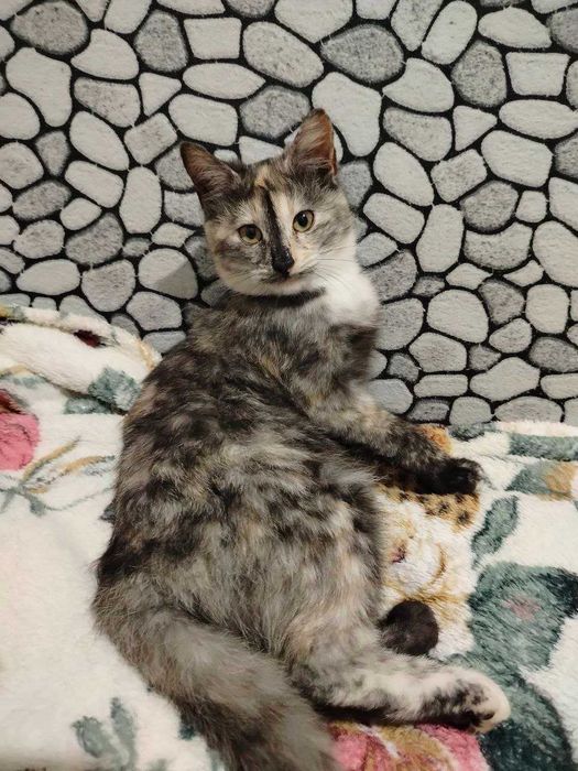 Котята ищут любящие семьи котики