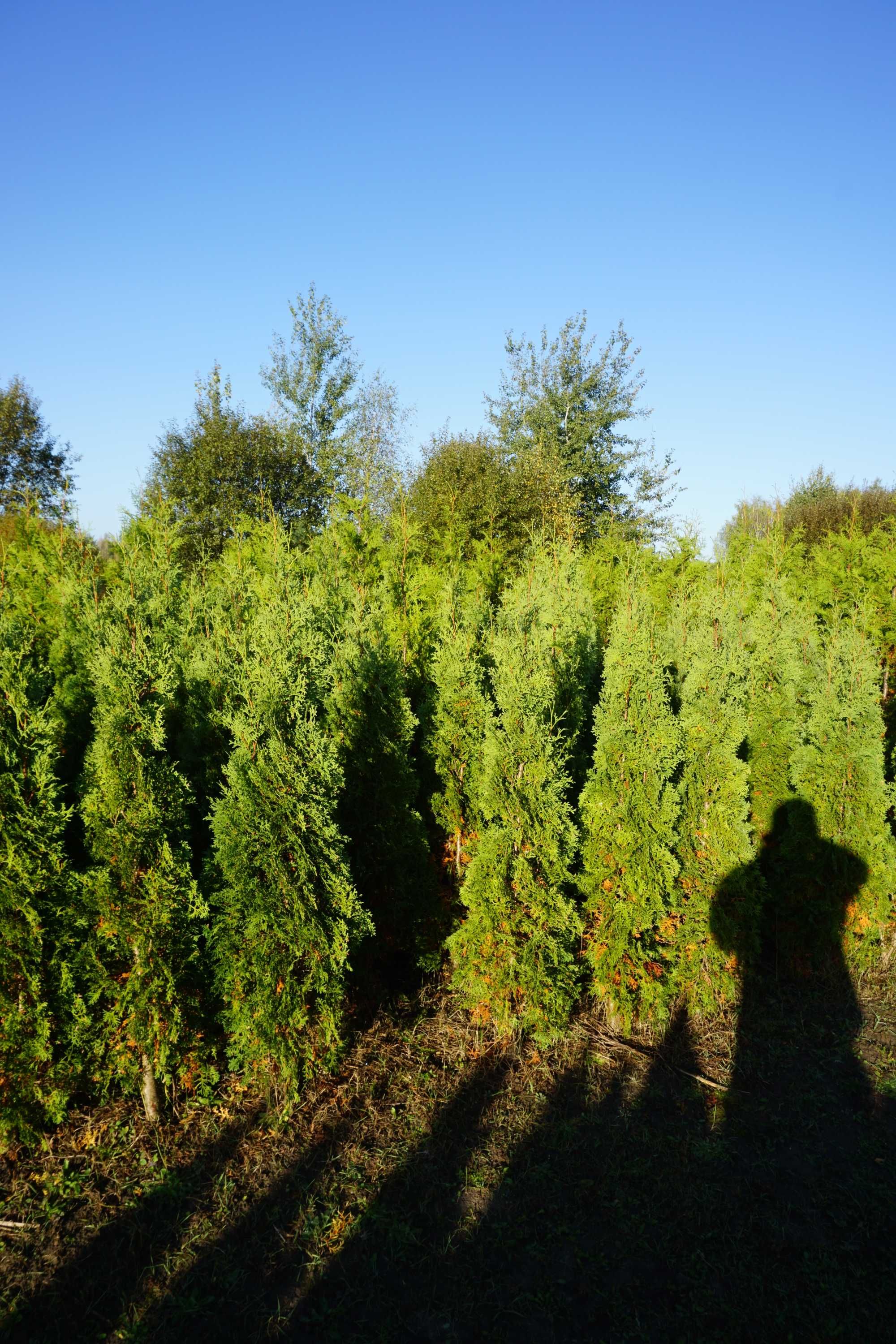 200cm _‼️_ thuja COLUMNA _‼️_ tuja kolumnowa szpalerowa NIE szmaragd
