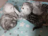 Шотландские чистокровные котята скотиш страйт фолд