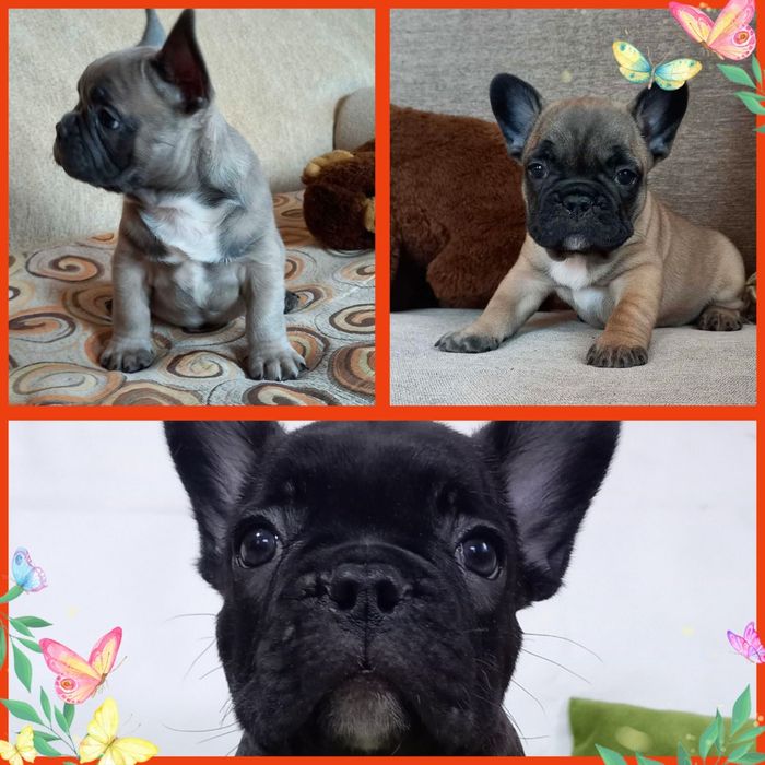 Справжні красунчики