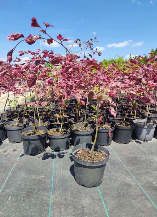 KATALPA_klon globosum_purple globe_brzoza long trun_buk tricolor_wiąz