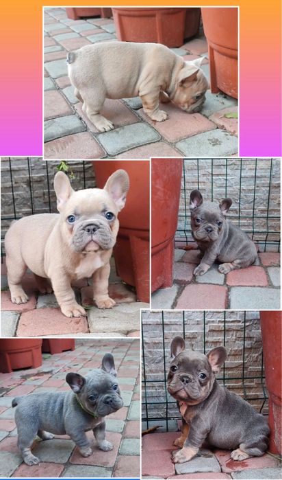 Мини щеночки спешат к вам! Французики!