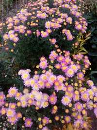 Куст розовой хризантемы