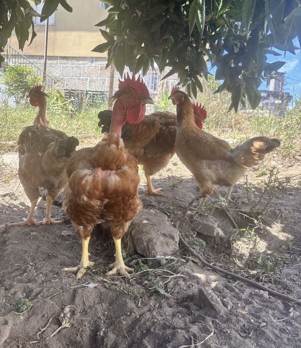 Ovos, frango do campo, galinhas e galos.