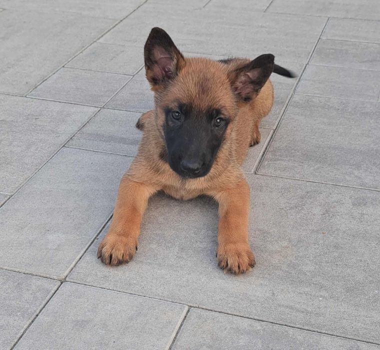 Owczarek Belgijski Malinois piesek 12 tygodni gotowy do odbioru