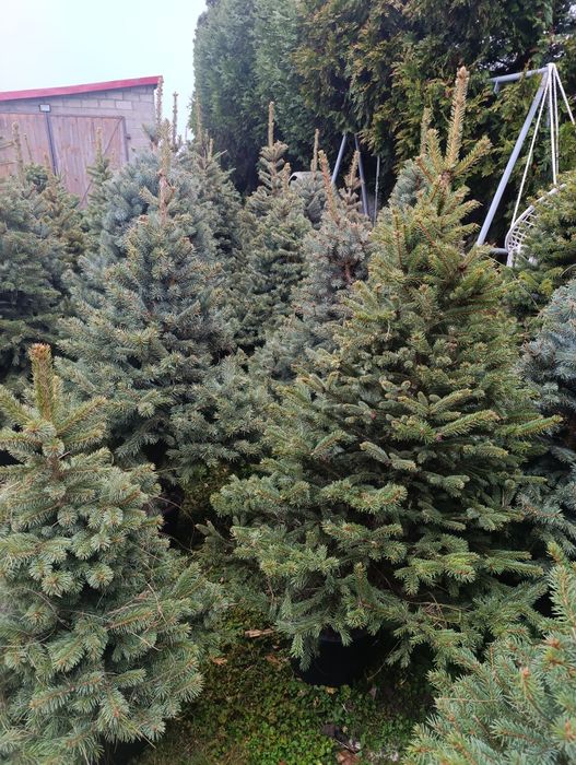 Choinki cięte i w doniczkach Jodła kaukaska świerk srebrny