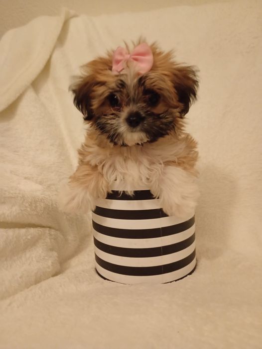 Cudowna suczka MINI Maltipoo