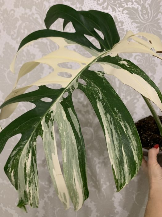 Продам монстеру Альба