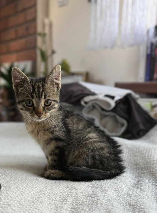 oddam kotka, kotek do adopcji