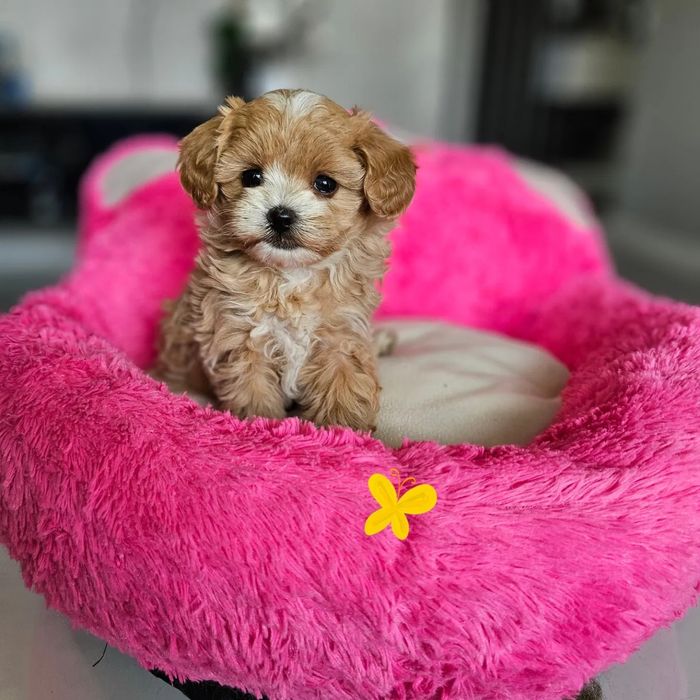 Міні Мальтипу ВИГІДНО‼️Є в різних окрасах Мальтипу мини f1 Мальтипу ф2