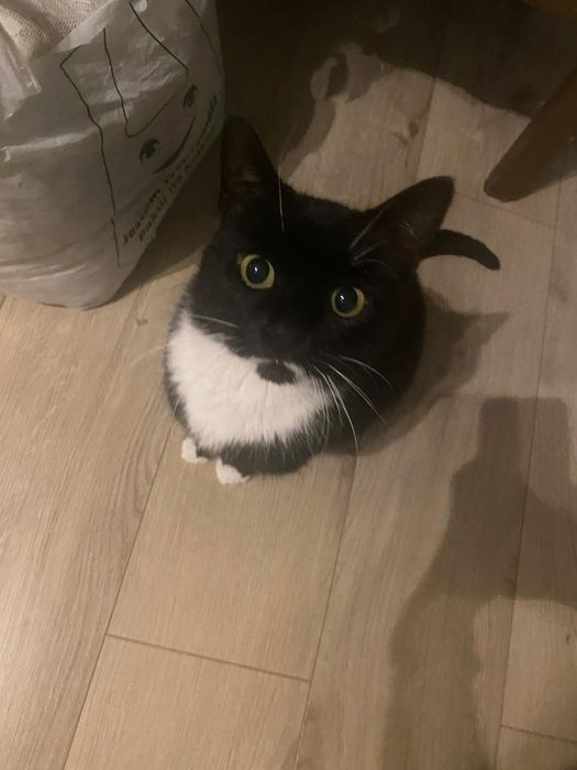 Oddam kotkę w dobre ręce