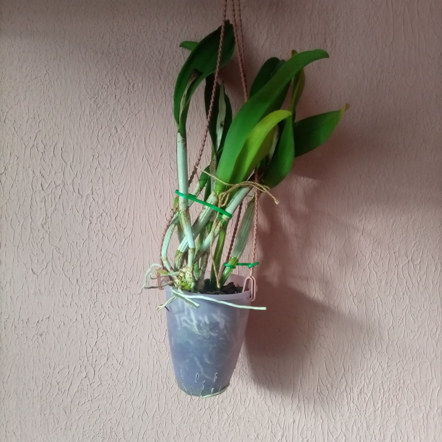 Орхідея Каттлея гібридна