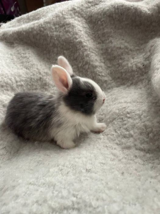 Карликові, декоративні кролики