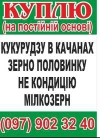 Кукуруза в качанах мелколзерн пшениця ячмінь горох