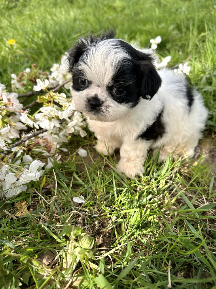 Shih tzu szczeniak