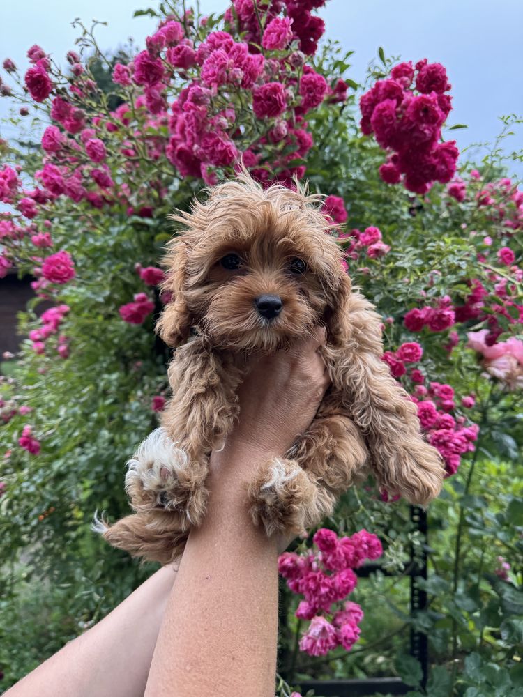 Cavapoo F1 RED wyjątkowa dziewczynka ZAREZERWOWANA