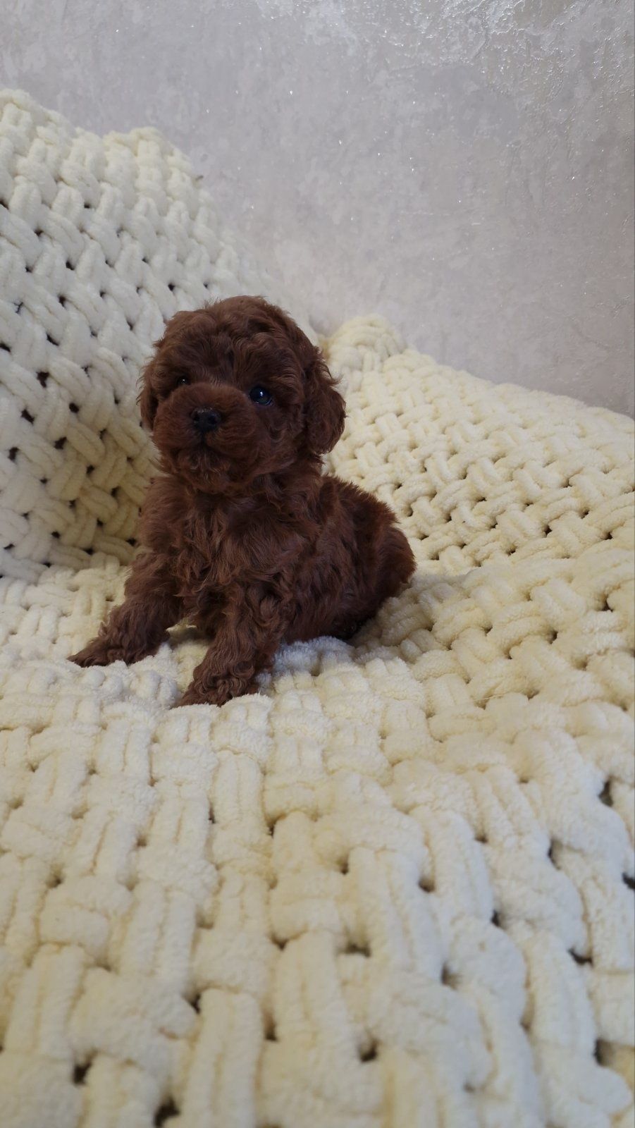 Хлопчик Teddy poodle China куколка
