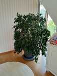 Figowiec benjamina