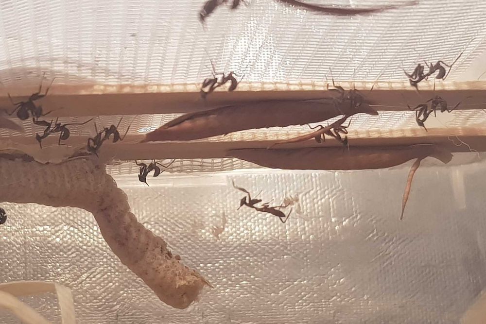 Phyllocrania paradoxa modliszka duch